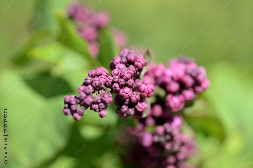 Beautiful lilac begins to bloom in the garden on a bright sunny spring day Beautiful lilac begins to bloom in the garden on a bright sunny spring day