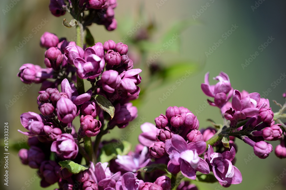 Beautiful lilac begins to bloom in the garden on a bright sunny spring day Beautiful lilac begins to bloom in the garden on a bright sunny spring day