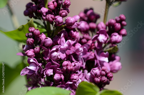 Beautiful lilac begins to bloom in the garden on a bright sunny spring day