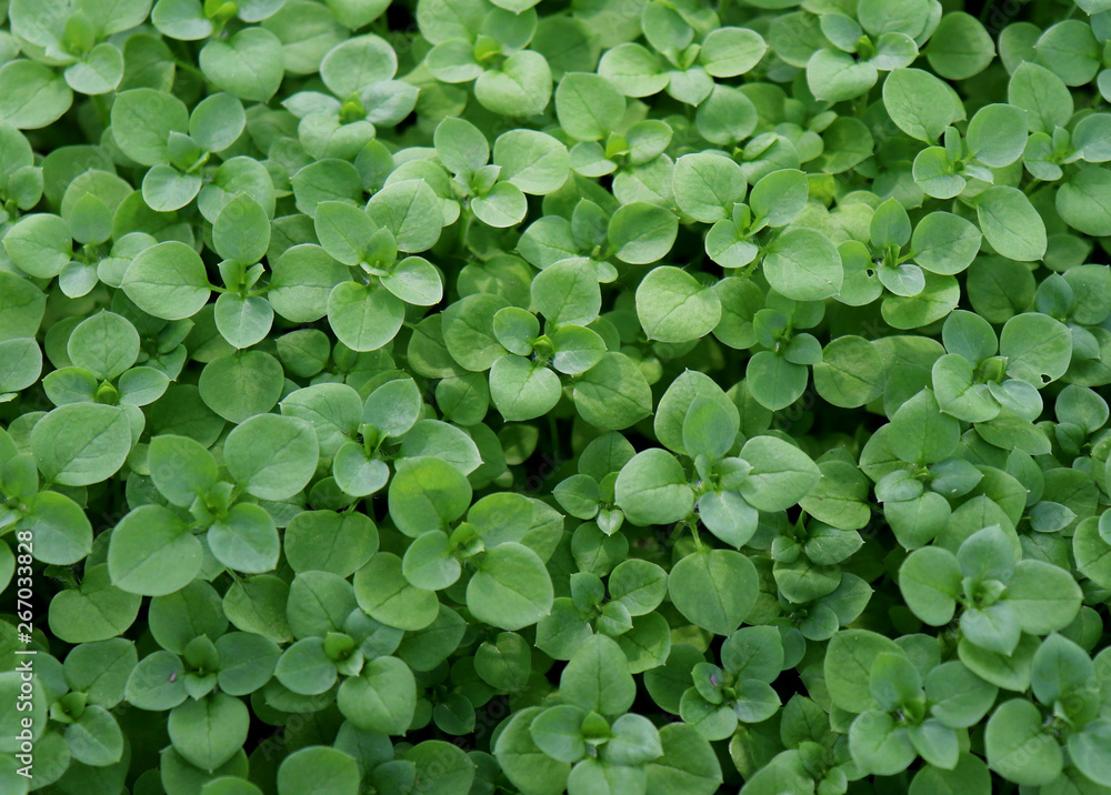 Chickweed ,Stellaria media. Young taste very gently with flavor of nuts. You can use them in fresh vegetable salads. The chickweed advantage is that we have it fresh almost all year round. Chickweed ,Stellaria media. Young taste very gently with flavor of nuts. You can use them in fresh vegetable salads. The chickweed advantage is that we have it fresh almost all year round.