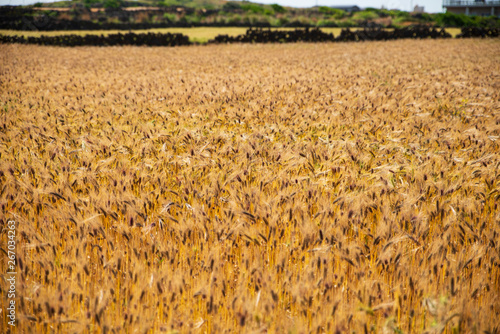 field of wheat