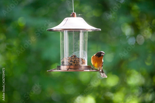 Black-headed Grosbeak or Pheucticus melanocephalus  on the bird feeder