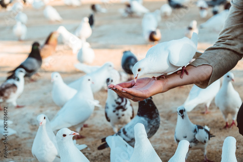 Pigeon eating feed standing on human hand. A woman feeds pigeons