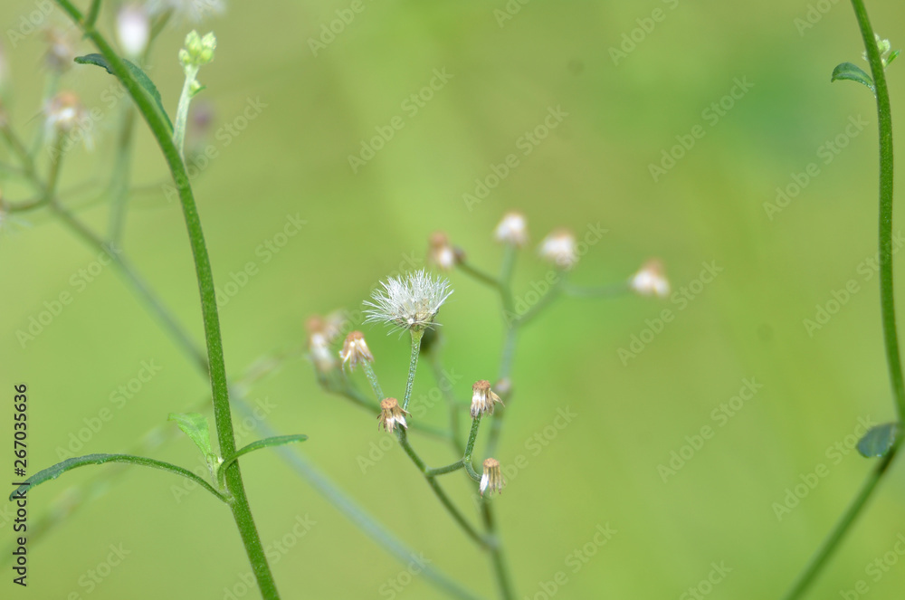 The flowers are purple and white, with green branches The flowers are purple and white, with green branches