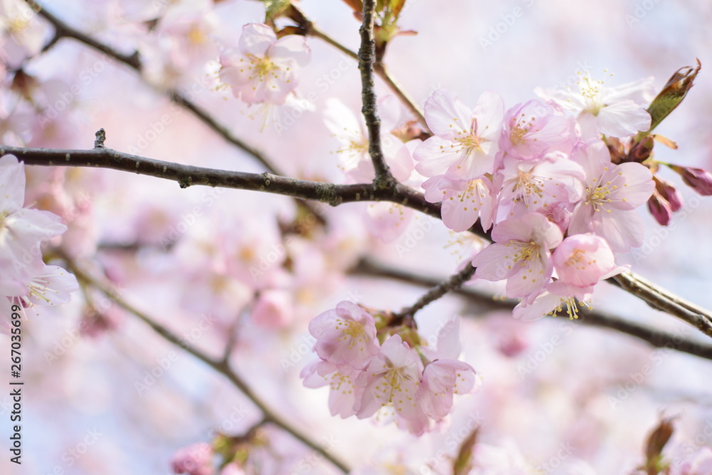 桜の花々