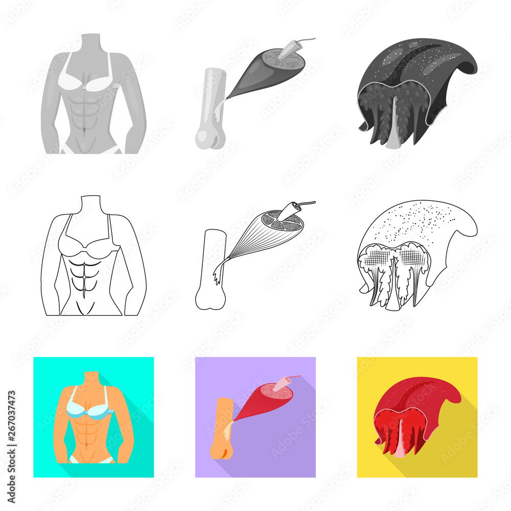 Isolated object of fiber and muscular sign. Collection of fiber and body  stock vector illustration.