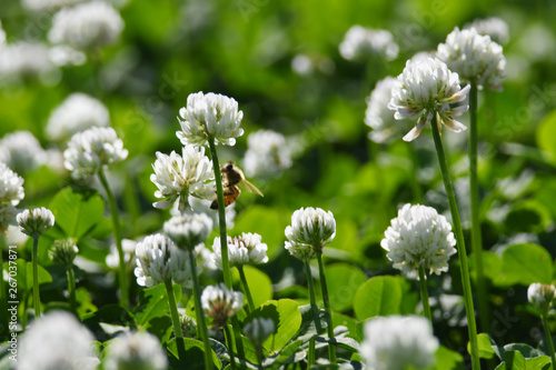 クローバーの白い花とミツバチ