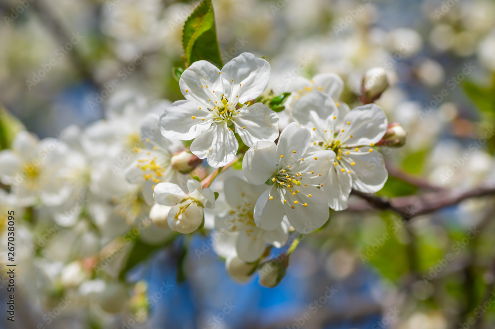 Branch of organic blossom cherry in spring orchard at sunny day