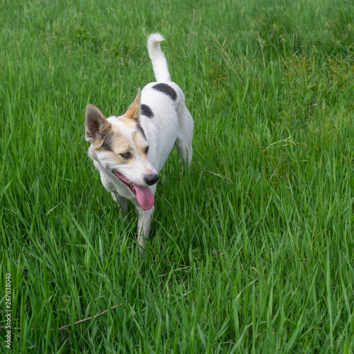 Young mixed breed white dog watching for fun while standing in high spring grass grass