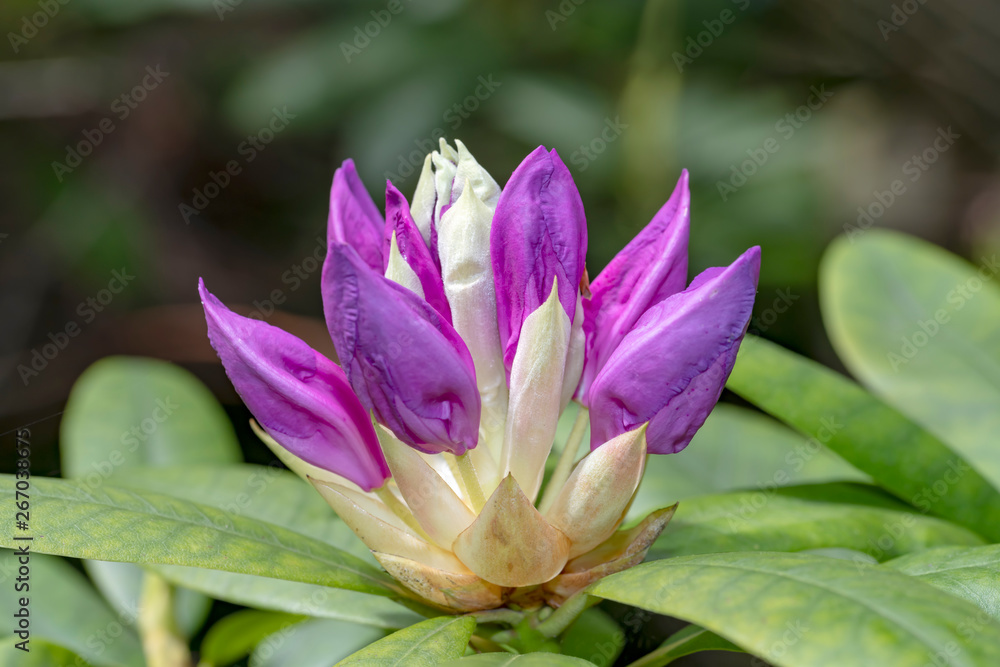 Purple color rhododendron flower blossom under a bright spring day lights Purple color rhododendron flower blossom under a bright spring day lights
