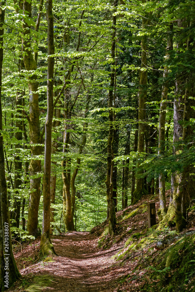 Sentier ensoleillé Sentier ensoleillé