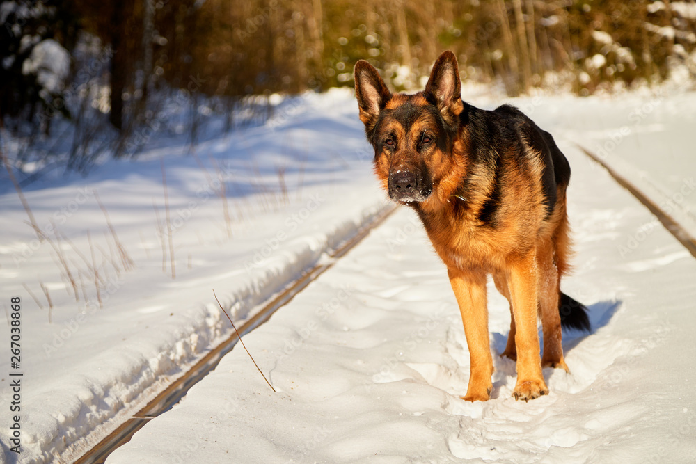 Dog German Shepherd on the railway road in a winter day