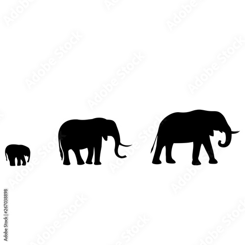 Elephants are in a pack, animals