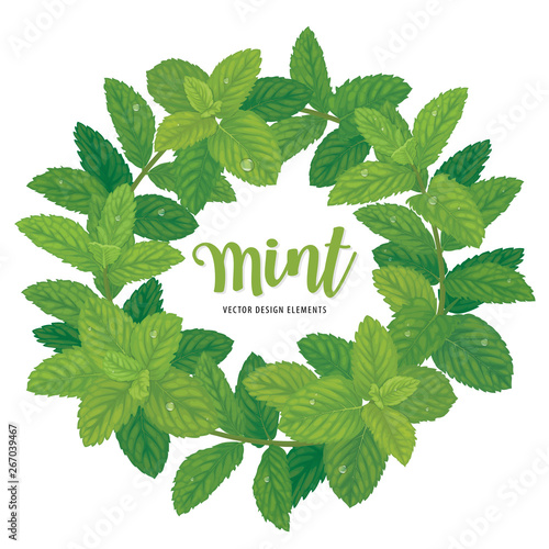 Branch of green mint leaves with dew drop on background template. Vector set of element for advertising, banner, packaging design of peppermint products.