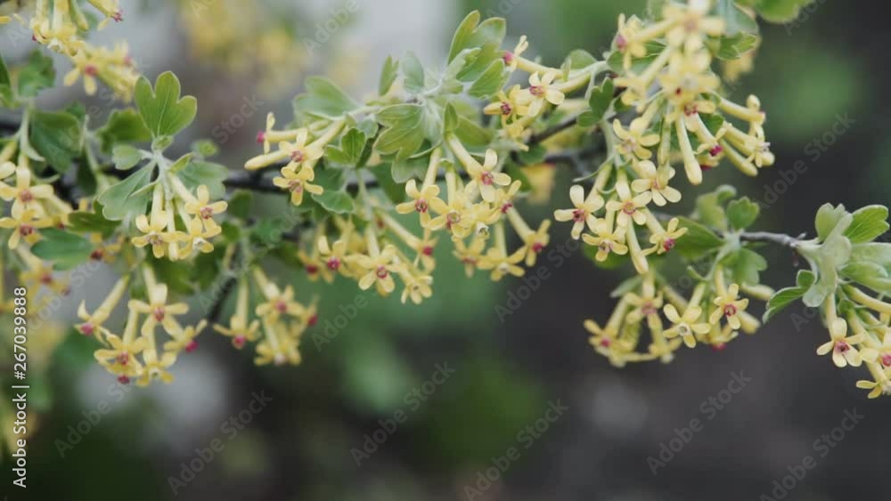 Blooming black currant. Flowers close up. Full HD stock footage Blooming black currant. Flowers close up. Full HD stock footage