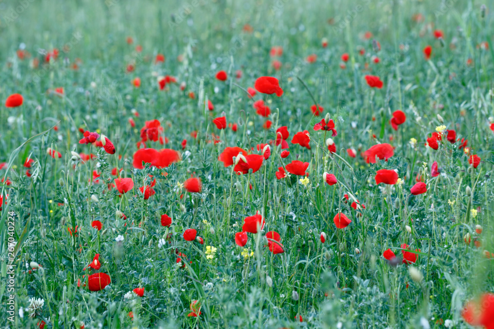 Field of red poppies in the Val d Orcia. Hills of Tuscany. Val d Orcia landscape in spring. Cypresses, hills and green meadows