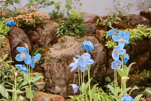 ヒマラヤの青いケシの花