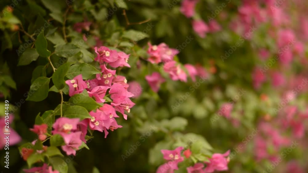Handheld Close up shot of Pink Bougainvillea flowers standing out against the backdrop of a flower bush during spring summer season in India. Handheld Close up shot of Pink Bougainvillea flowers standing out against the backdrop of a flower bush during spring summer season in India.