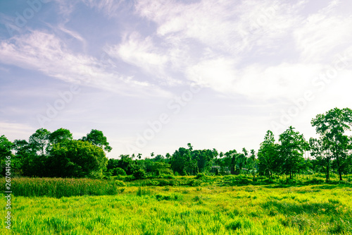 Green field with forest tree background  Beautiful grass field with blue sky clouds  Green rice tree in Thailand