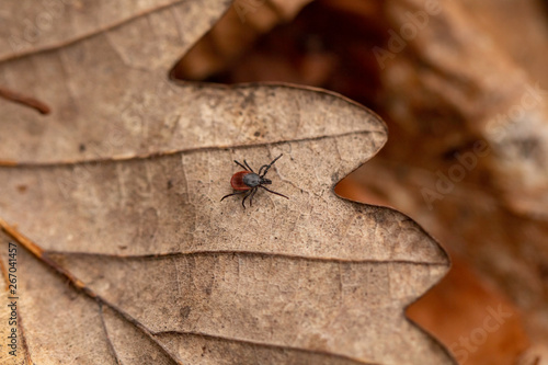 Female castor bean tick (Ixodes ricinus) photo