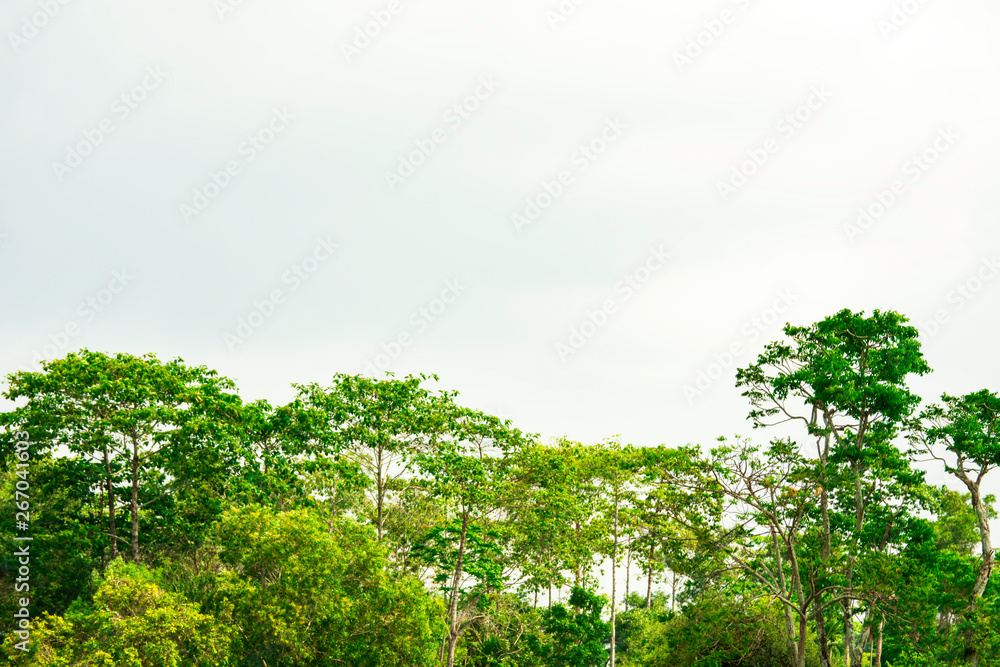Obraz premium Green tree with blue sky cloud, Beautiful green forest with copy space of blue sky for create your text, Background of green leaves on top of tree