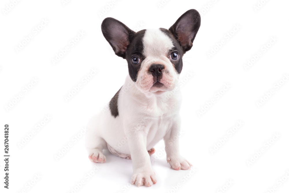 White and black french bulldog puppy over white background