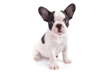 White and black french bulldog puppy over white background