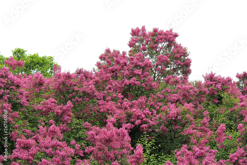 spring bloom of lilac