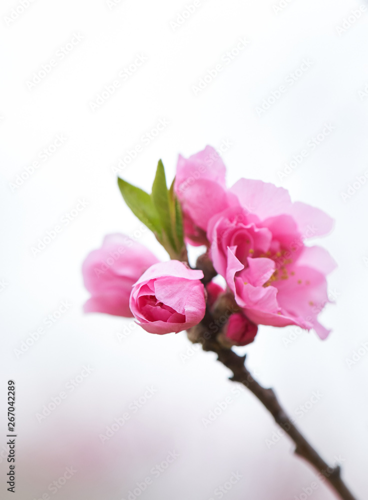 桃の花　ハナモモ　蕾　開花