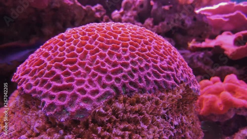 Favities Retiformis, Goniastrea coral in aquarium
