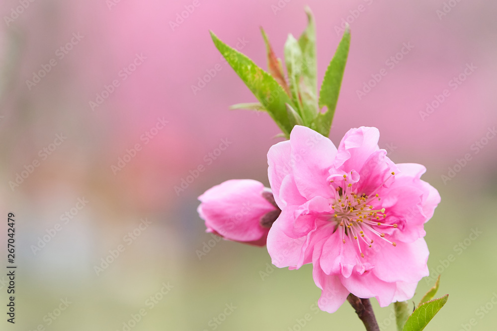 ハナモモ　桃の花　開花