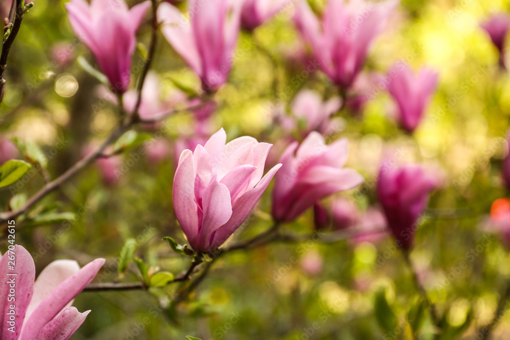 Beautiful blossoming magnolia tree on spring day Beautiful blossoming magnolia tree on spring day