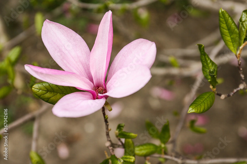 Beautiful blossoming magnolia tree on spring day