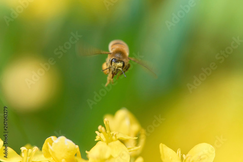 ミツバチ 飛翔 正面 菜の花