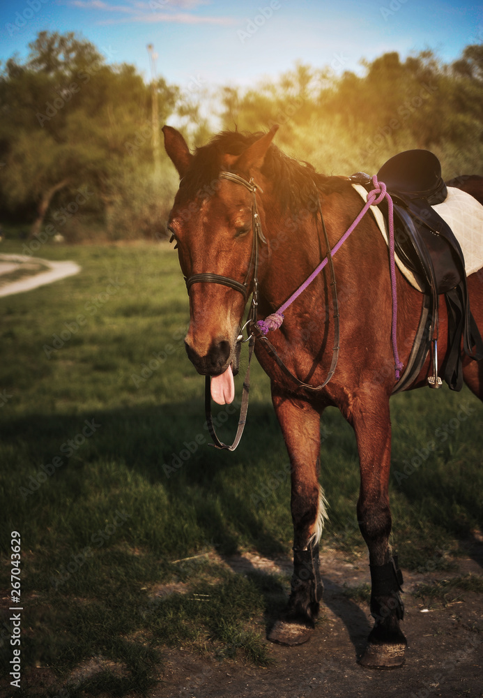 Obraz premium Beautiful horse in the field.
