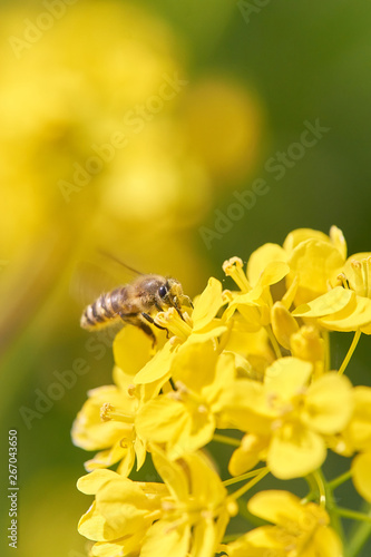 ミツバチ　菜の花　花粉　素材 © sora_nus