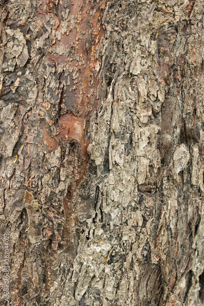 The bark of the tree, the background image of natural wood, desktop wallpaper The bark of the tree, the background image of natural wood, desktop wallpaper