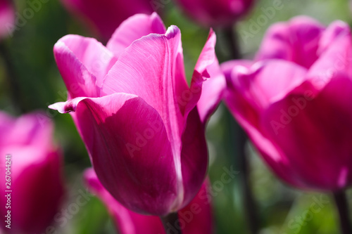 Beautiful bouquet of tulips nature background.