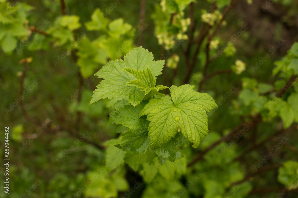 Fototapeta premium currant leaves