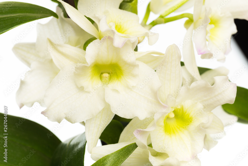 orchid close up view solated on white background orchid close up view solated on white background