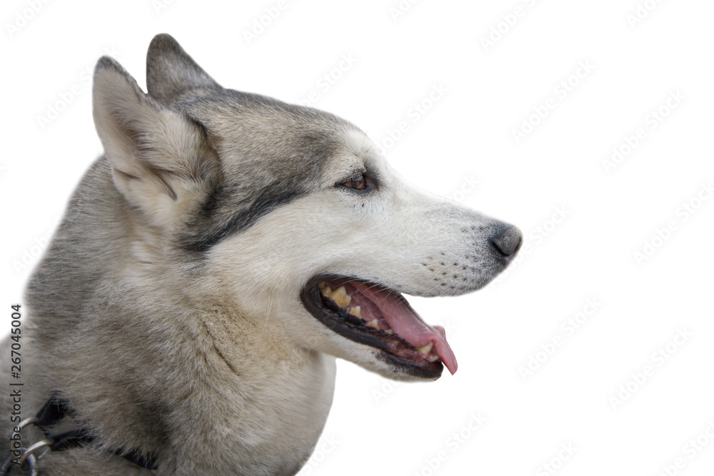 Dog dogskin profile isolate