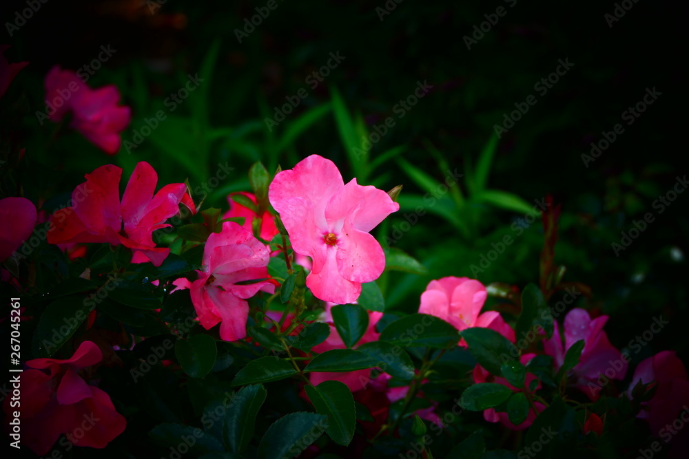 pink flower with dark and green background