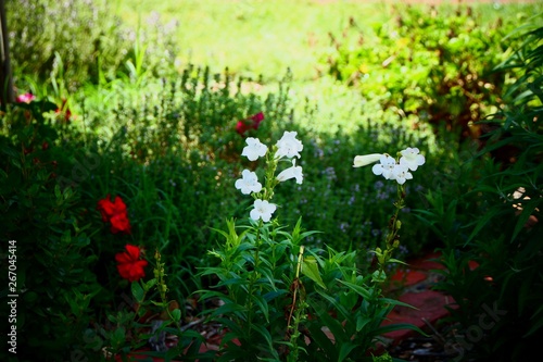 red and white  flowers in the garden
