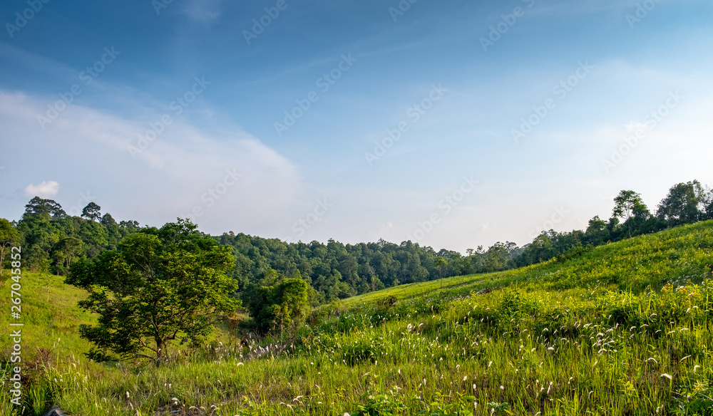 Forest meadow in sunny day Forest meadow in sunny day