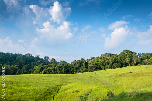 Forest meadow in sunny day