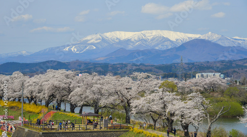 Cherry blossom with snow mountain background