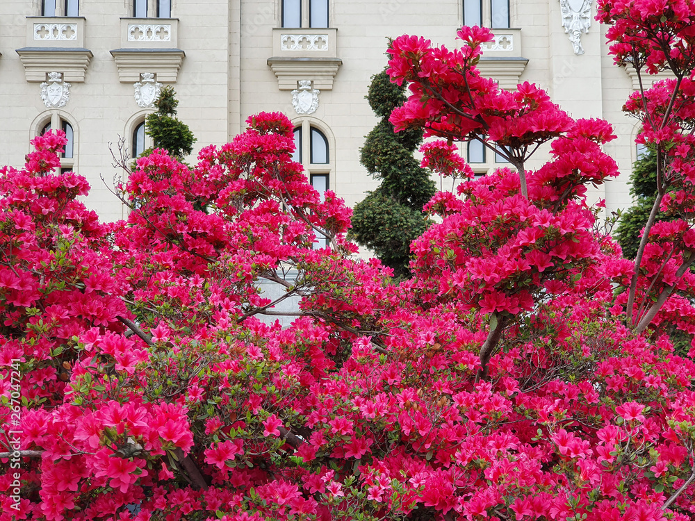 Naklejka premium Pink Flowers Of Iasi Palace Garden