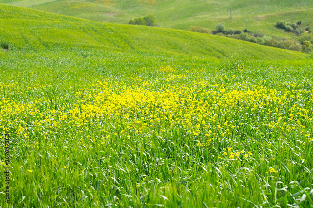 The landscape of Val d'Orcia: yellow rapeseed fields. Hills of Tuscany. Val d'Orcia landscape in spring