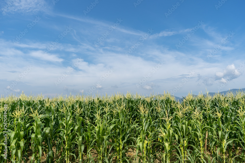 Corn field plantation Corn field plantation