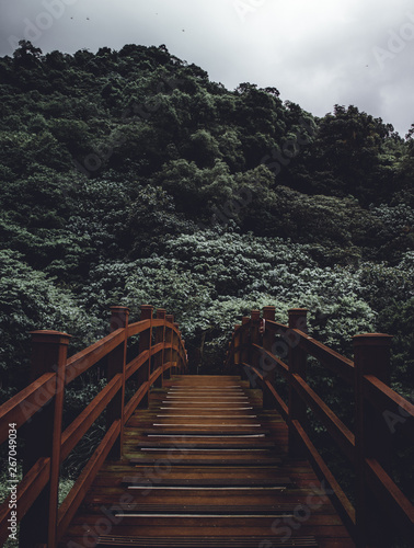 Bridge into the jungle